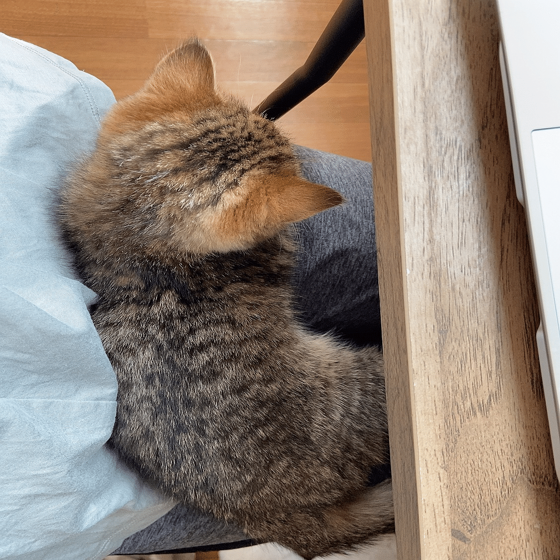 膝の上に猫をのせて｜どんぐりママ