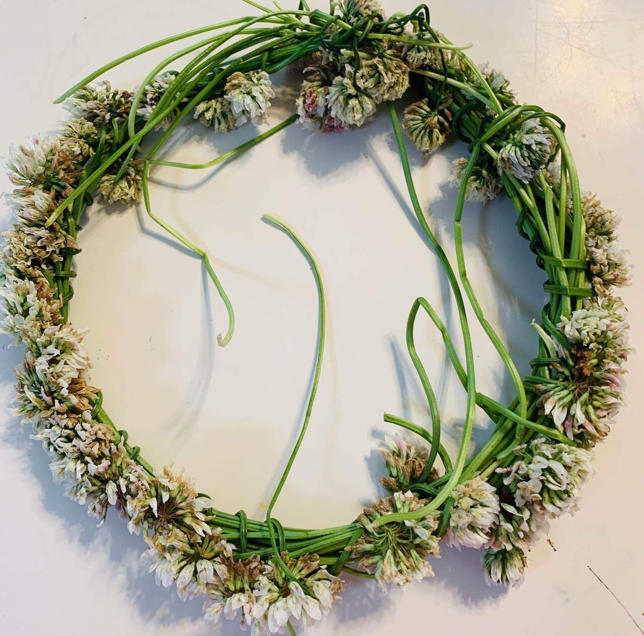 シロツメクサの花かんむり ノリノリ Note シロツメクサの花かんむり ノリノリ Note