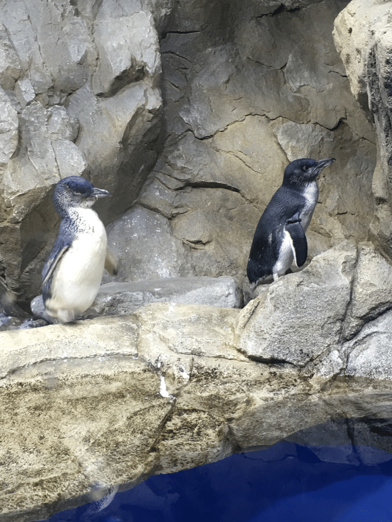 うみの杜水族館 赤ちゃんペンギンの愛称は などうふ Note