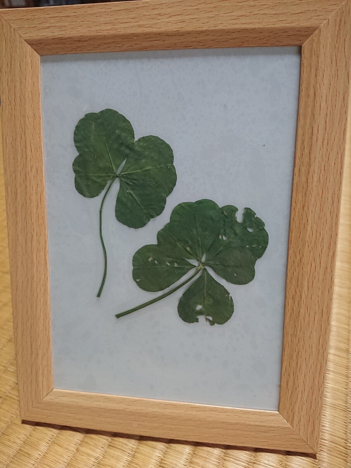 四つ葉と六つ葉のクローバーで押し花を作りました｜横島孝太郎
