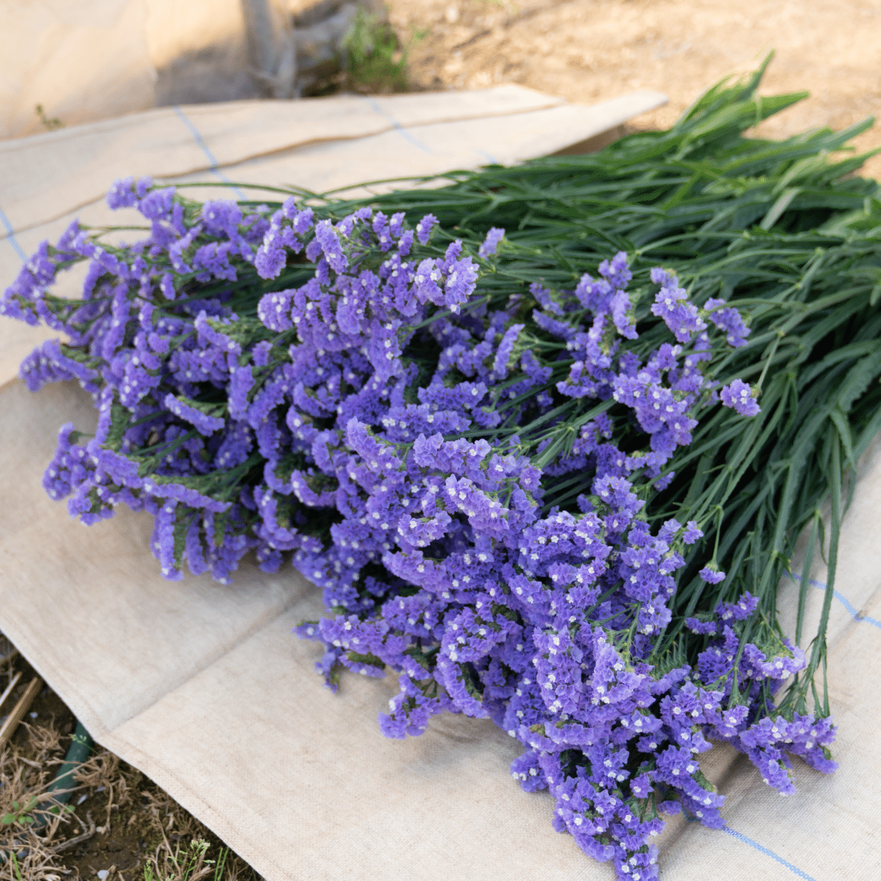 ドライフラワーにしやすいお花の定期便 5月の紹介 Greenpiece Note