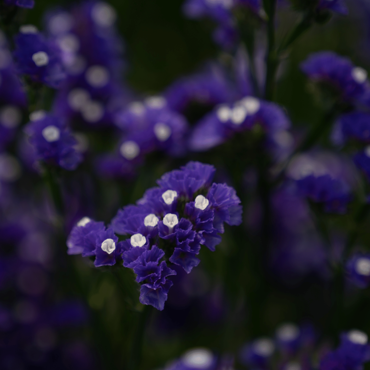 ドライフラワーにしやすいお花の定期便 5月の紹介 Greenpiece Note ドライフラワーにしやすいお花の定期便 5月の紹介 Greenpiece Note