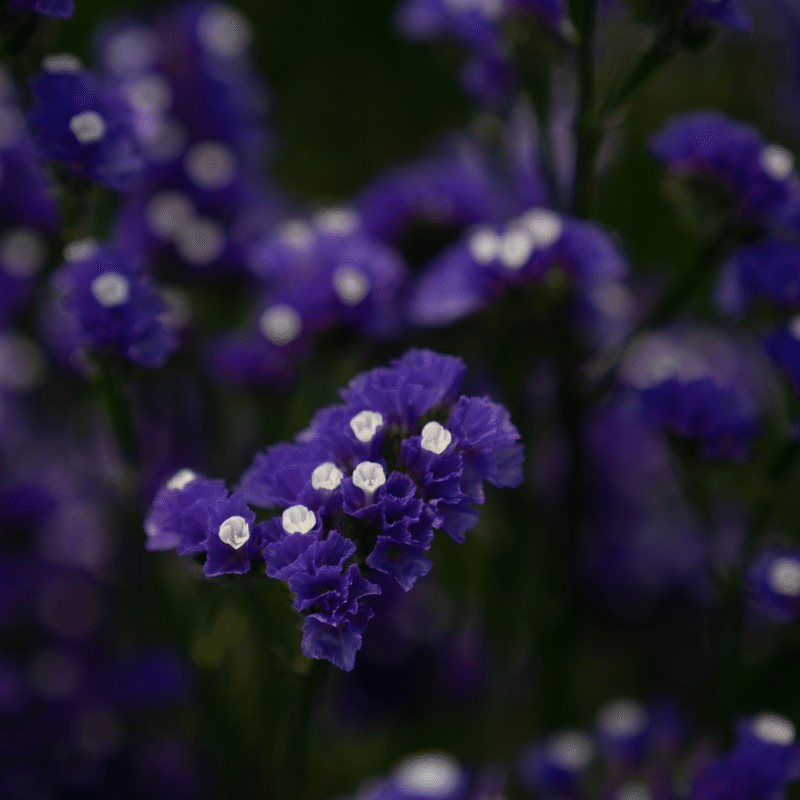 ドライフラワーにしやすいお花の定期便 5月の紹介 Greenpiece Note