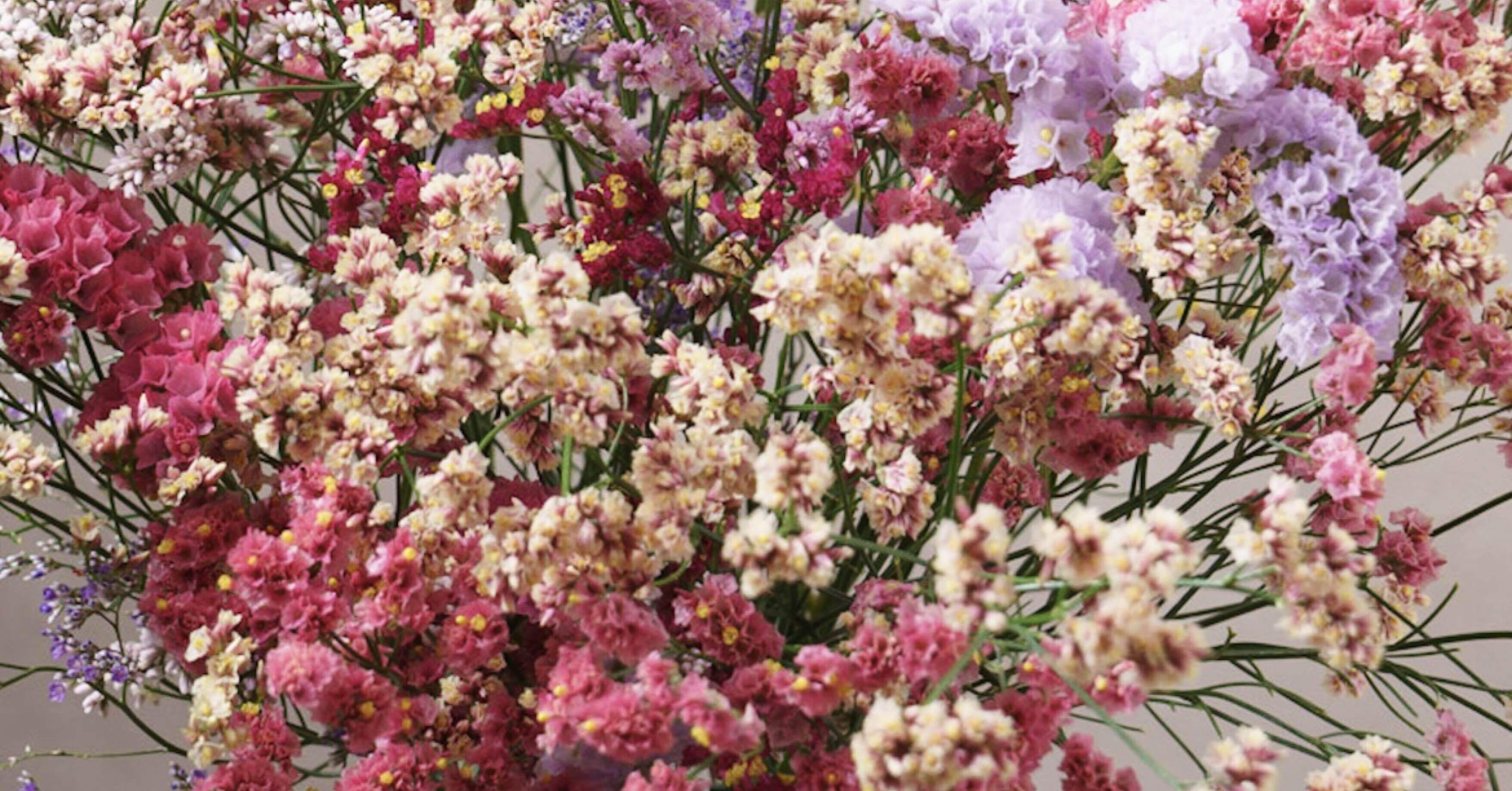 ドライフラワーにしやすいお花の定期便 5月の紹介 Greenpiece Note