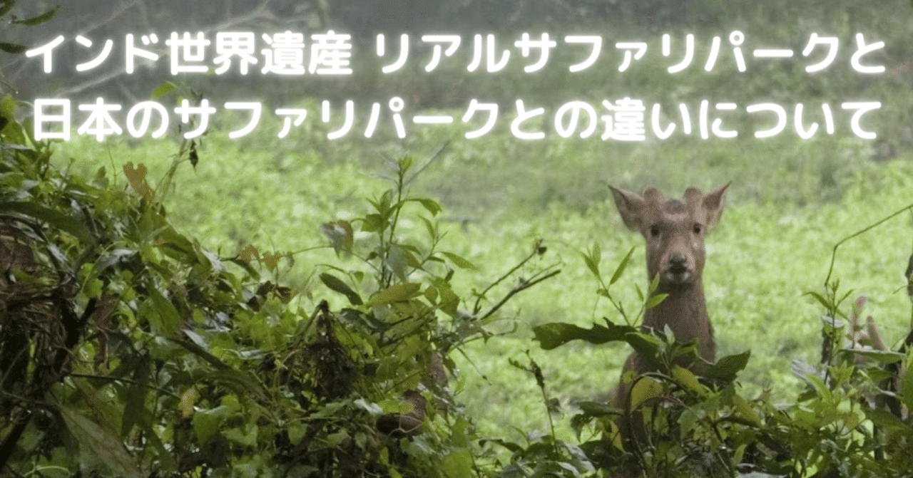 インド世界遺産 リアルサファリパークと日本のサファリパークとの違いについて Kstyle Note