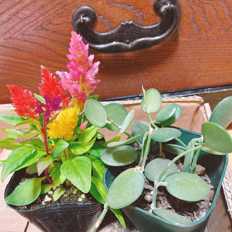 Indoor Green 多肉植物を増やす 𝚂𝚑𝚒𝚒 Note