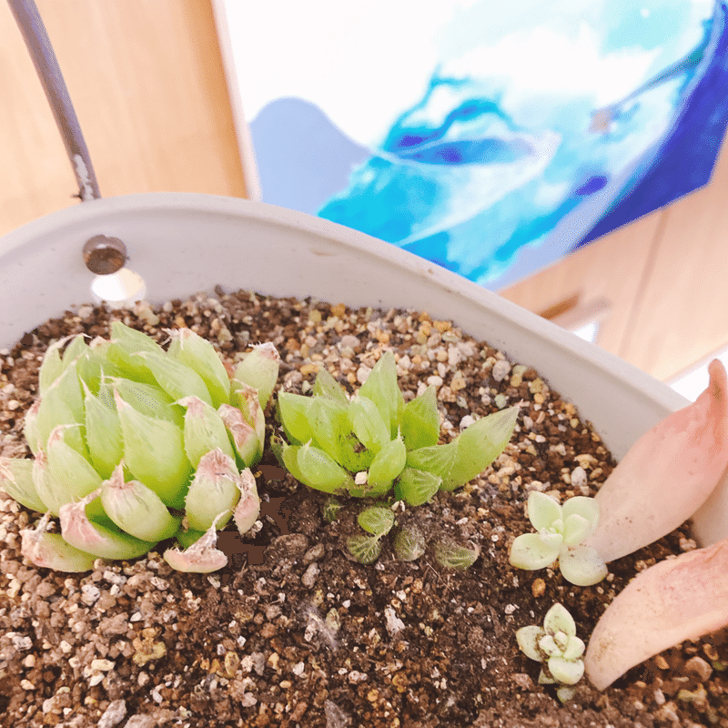 Indoor Green 多肉植物を増やす 𝚂𝚑𝚒𝚒 Note