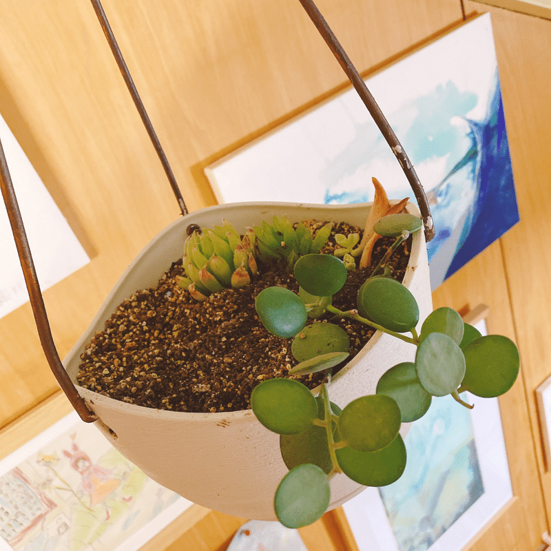 Indoor Green 多肉植物を増やす 𝚂𝚑𝚒𝚒 Note