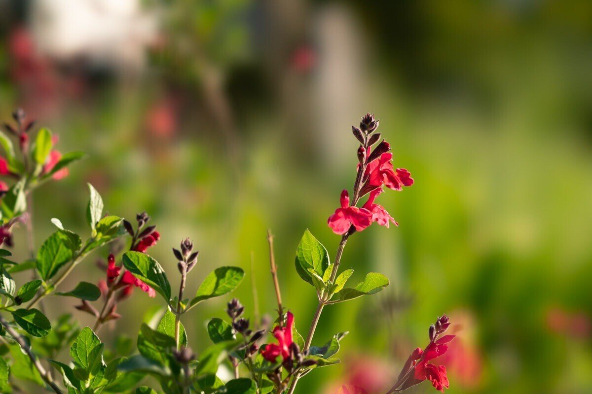 Amazon.com : Sony SEL100F28GM 100mm f2.8 Medium-telephoto