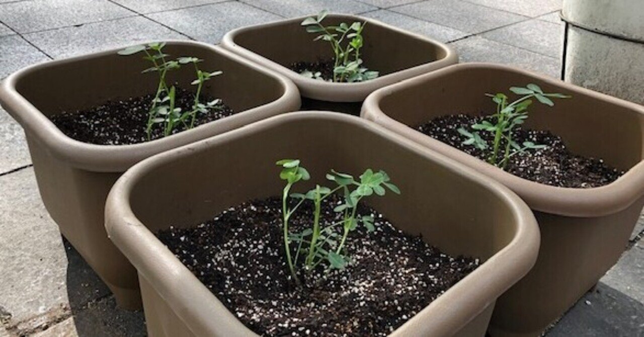 苗を育ててつながる 北久屋ピーナッツプロジェクト 参加者募集のお知らせ 一旦締切ました Hisaya Odori Park Design Center Note 苗を育ててつながる 北久屋ピーナッツプロジェクト 参加者募集のお知らせ 一旦締切ました Hisaya Odori Park Design Center Note