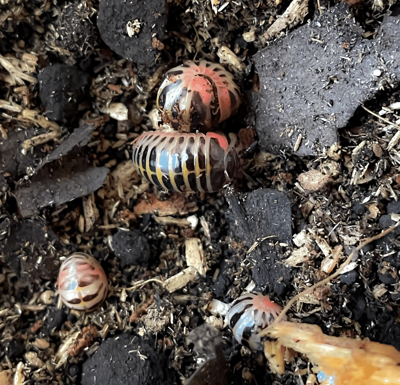 21 5月現在のタマヤスデ飼育環境 もとか Note