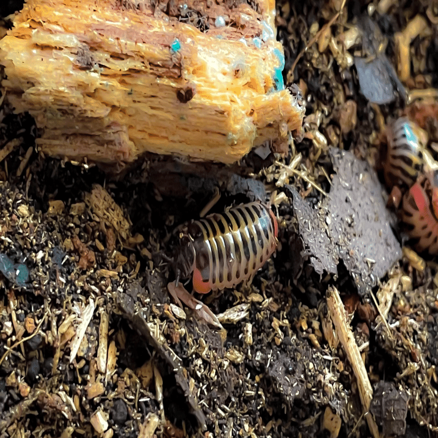 21 5月現在のタマヤスデ飼育環境 もとか Note