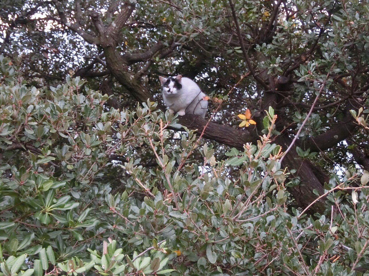 木に登ってる猫