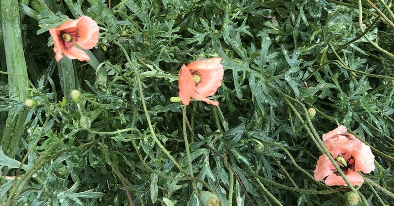 道端に咲く例の花 マシュマロ note