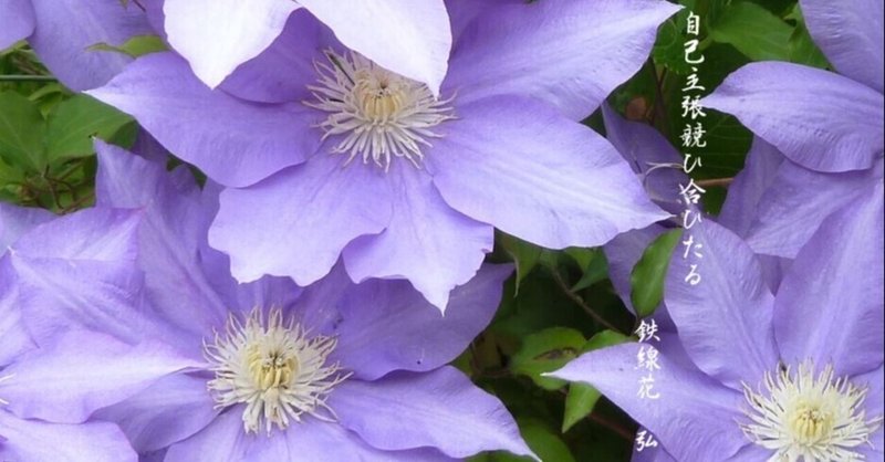 鉄線花 しろはりねずみ Note 鉄線花 しろはりねずみ Note