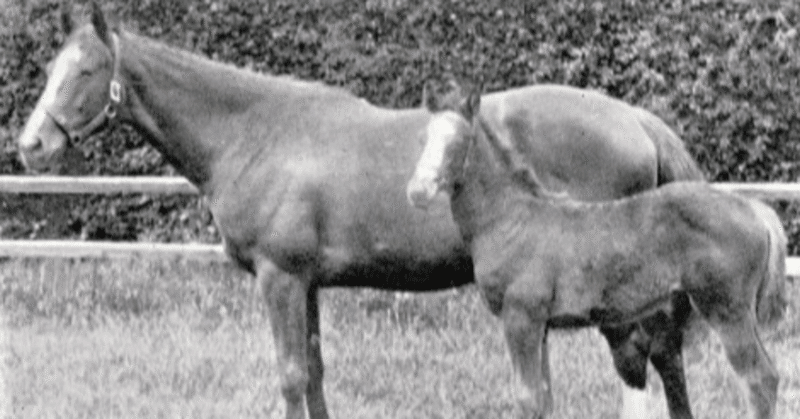 競馬 血統勉強 血統の見方 予想における血統の考え方 牝系 ファミリーナンバー クロス バリアシオン 競馬血統予想 Note