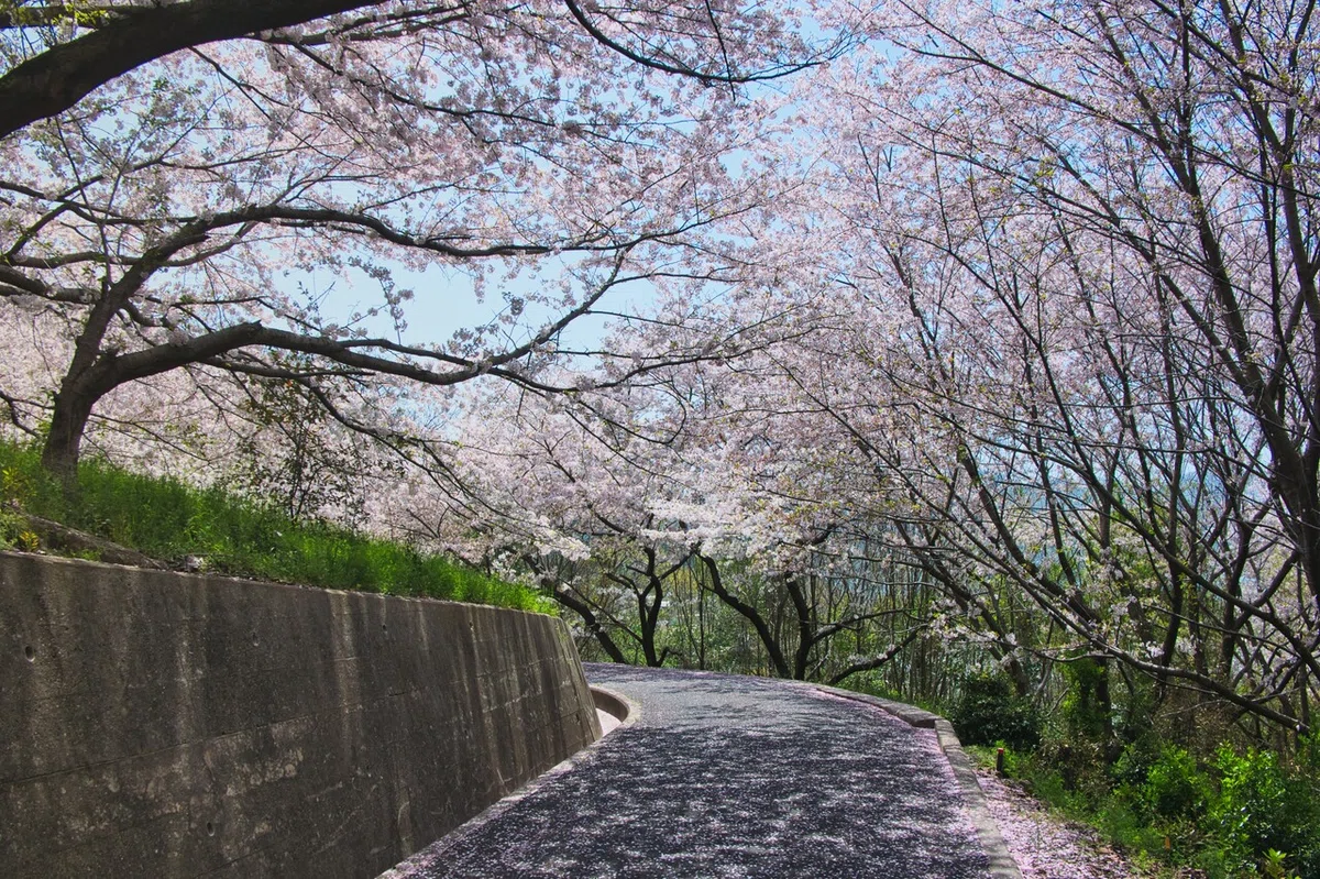 画像19