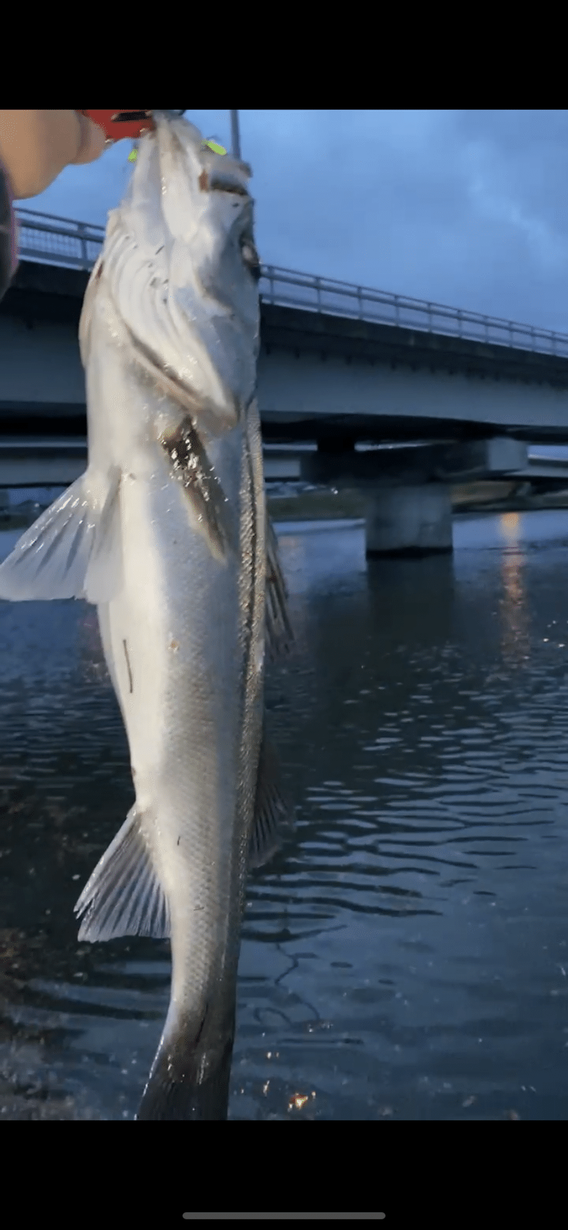 石川県 21 5初シーバス 犀川系 リバーシーバスget 兼業fxトレーダー Kingokin キンゴキン Note