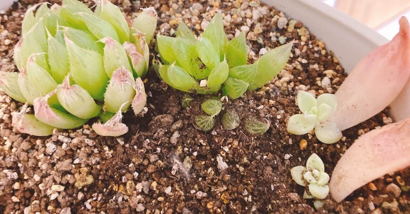 Indoor Green 多肉植物を増やす 𝚂𝚑𝚒𝚒 Note
