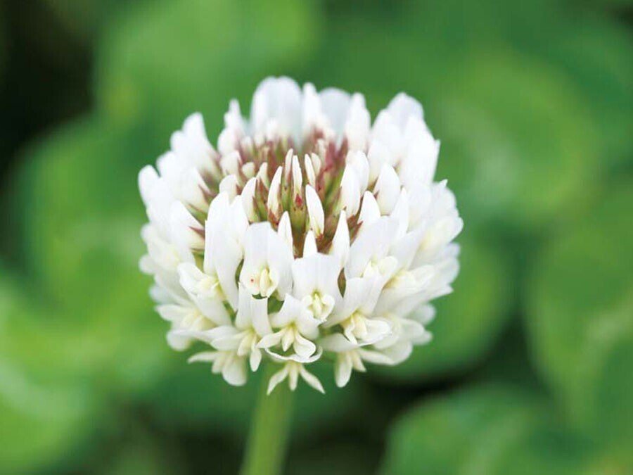 豊かな愛かつ善良で陽気 Pirokichi Note 豊かな愛かつ善良で陽気 Pirokichi Note