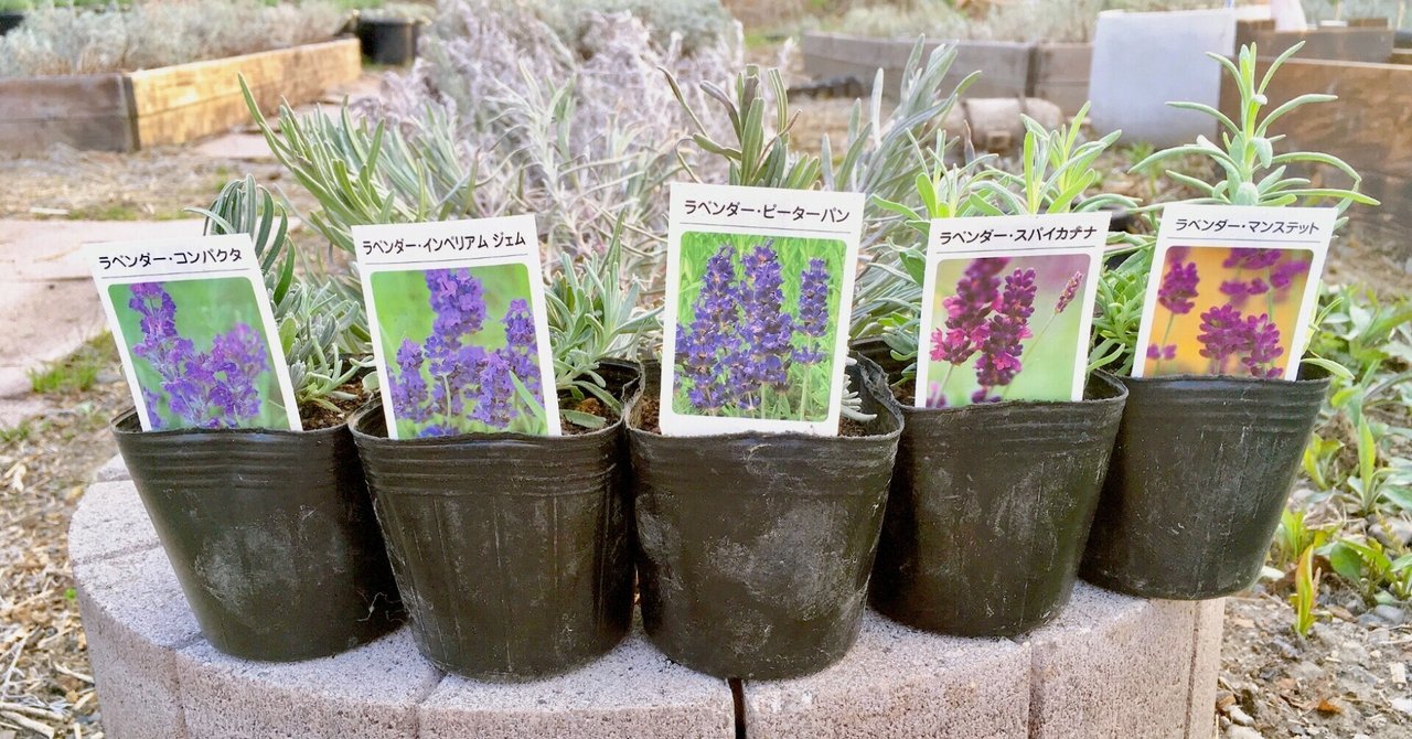 ラベンダー品種試験花壇を構えました エフゲニーマエダ 平成林業 Note