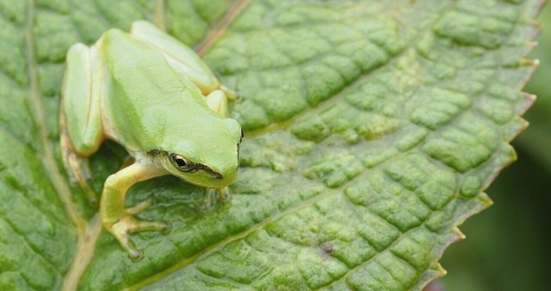 田植えを終えて