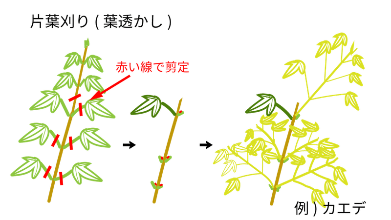 葉刈りとは 盆栽技術 松尾隆弘 Note 葉刈りとは 盆栽技術 松尾隆弘 Note