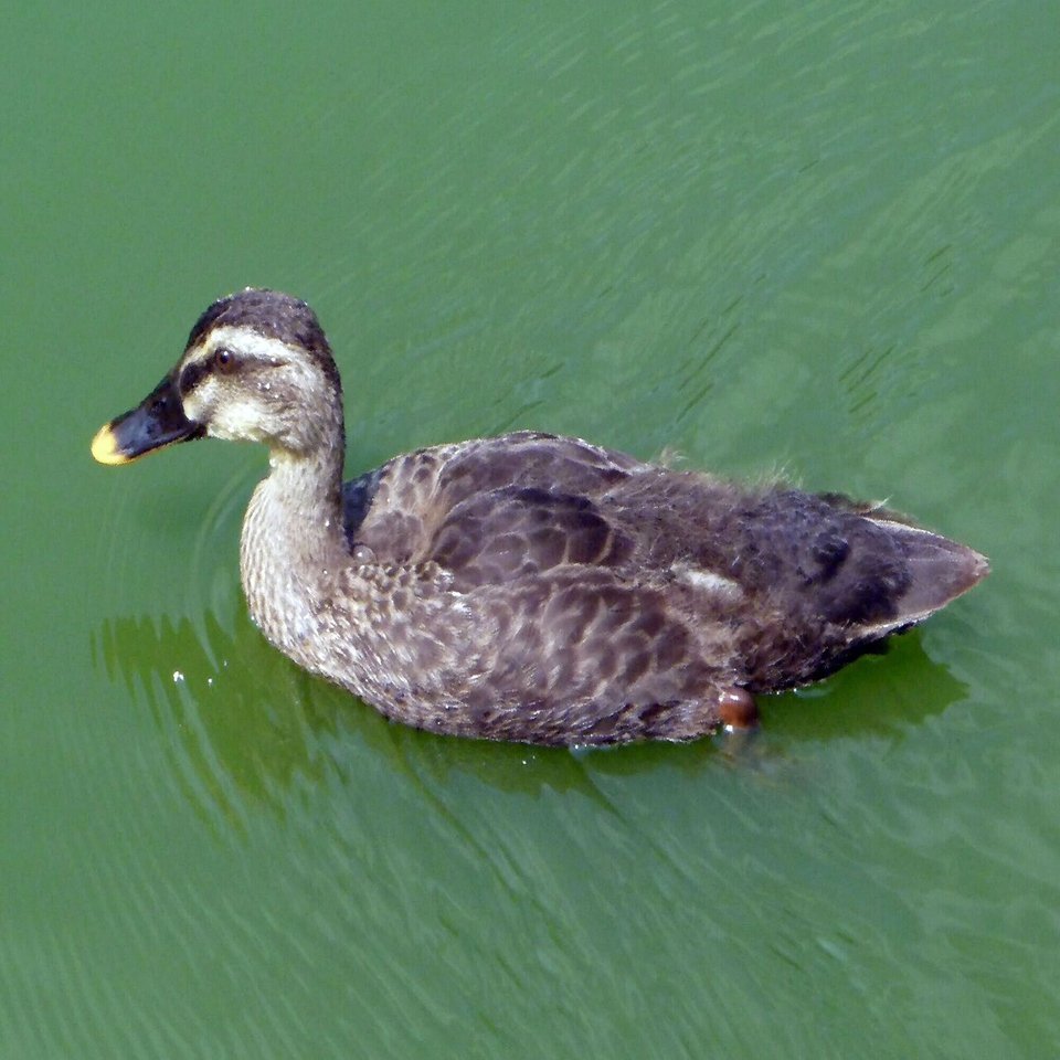 かるがも｜せん