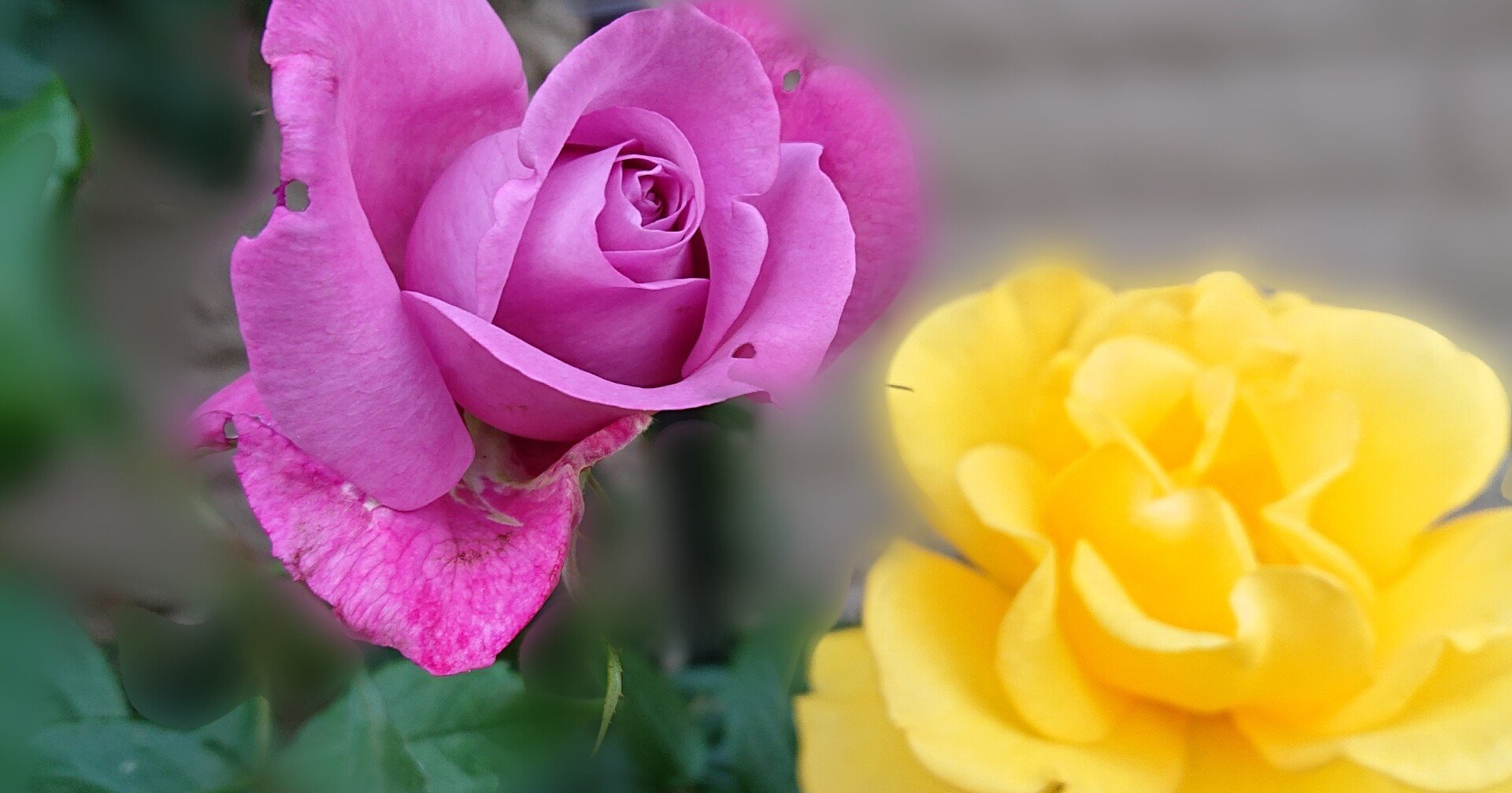 5月はバラの季節 ブルーリバー かぐや姫 強香 四季咲き大輪 ねね 杏寿 旧ひまわり 洋ちゃん Note