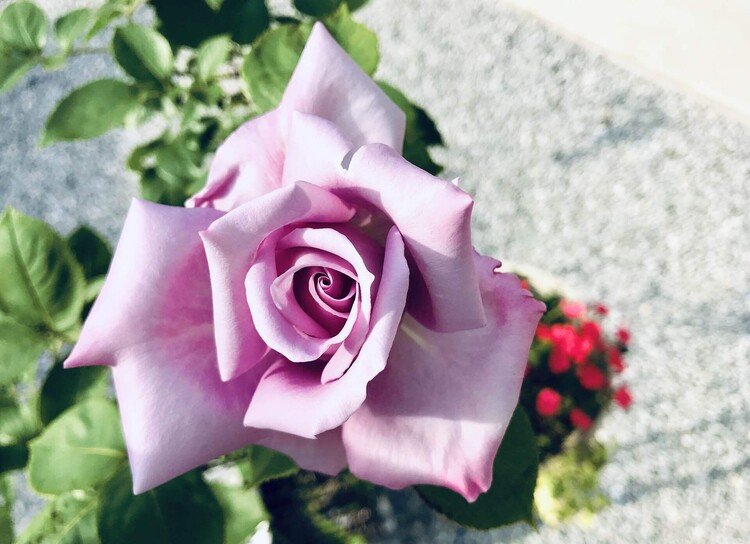 G.W.いかがお過ごしでしょうか？我が家は特に遠出することなく、連日の庭いじりなど楽しんでいます^ ^。さて、今年も綺麗に咲いてくれました☆以前の家では地植えしていたバラ、今回は鉢植えのため小振りではありますが…紫のバラはなかなか趣きがあります。因みに写真の品種は「ブルー・ムーン」。私のアイコンのバラは「マダム・ヴィオレ」(殆ど見分けが付きません^^;)。名前に拘らず、単に「紫のバラを育ててみたいなぁ〜」という動機で始めてから、はや数年。単なる思い付き、でもご縁です^ ^。#バラ