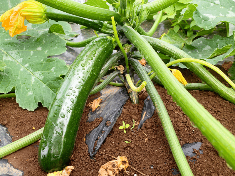 ズッキーニ74日目 音農家yoshikazu Note