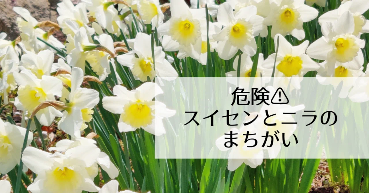 水仙の学名は ナルシサス 花言葉は 自己愛 の有毒植物 修家大雄 レストラン ラ フェ Note 水仙の学名は ナルシサス 花言葉は 自己愛 の有毒植物 修家大雄 レストラン ラ フェ Note