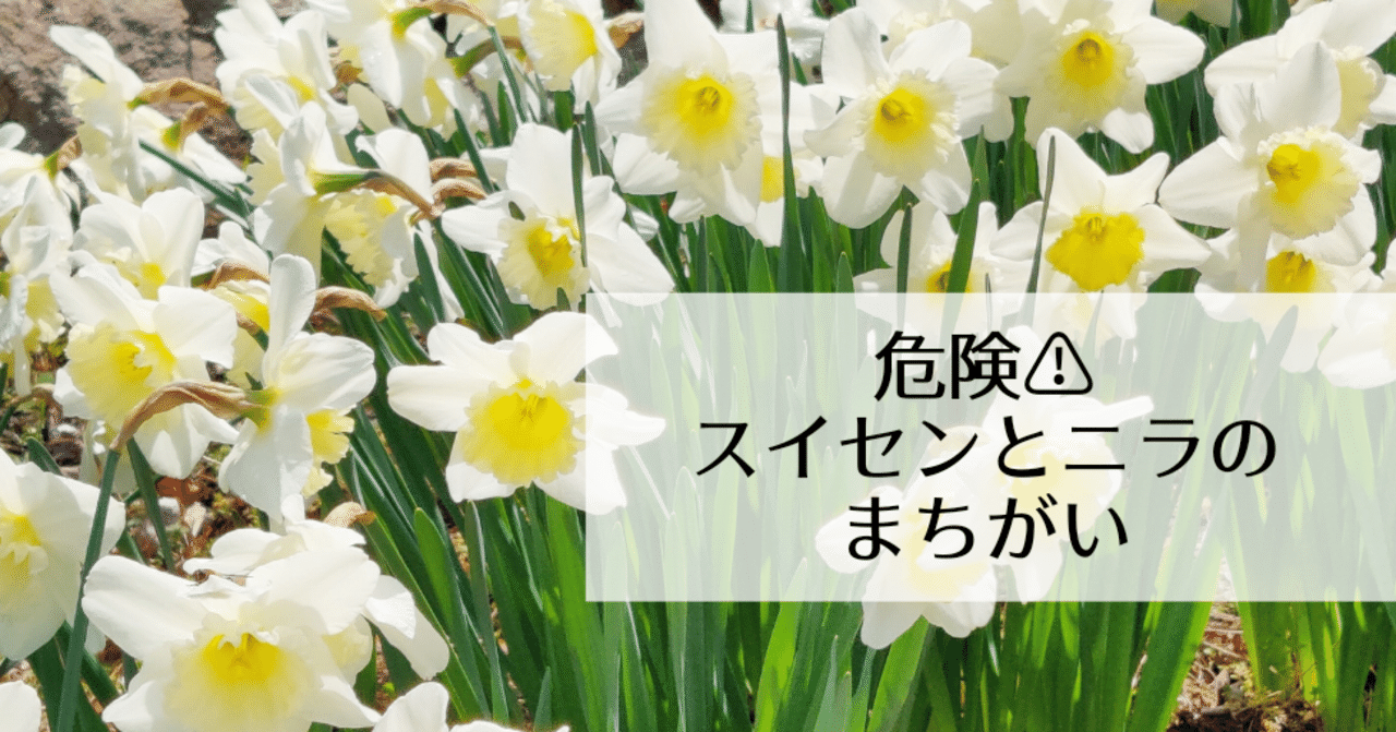 水仙の学名は ナルシサス 花言葉は 自己愛 の有毒植物 修家大雄 レストラン ラ フェ Note