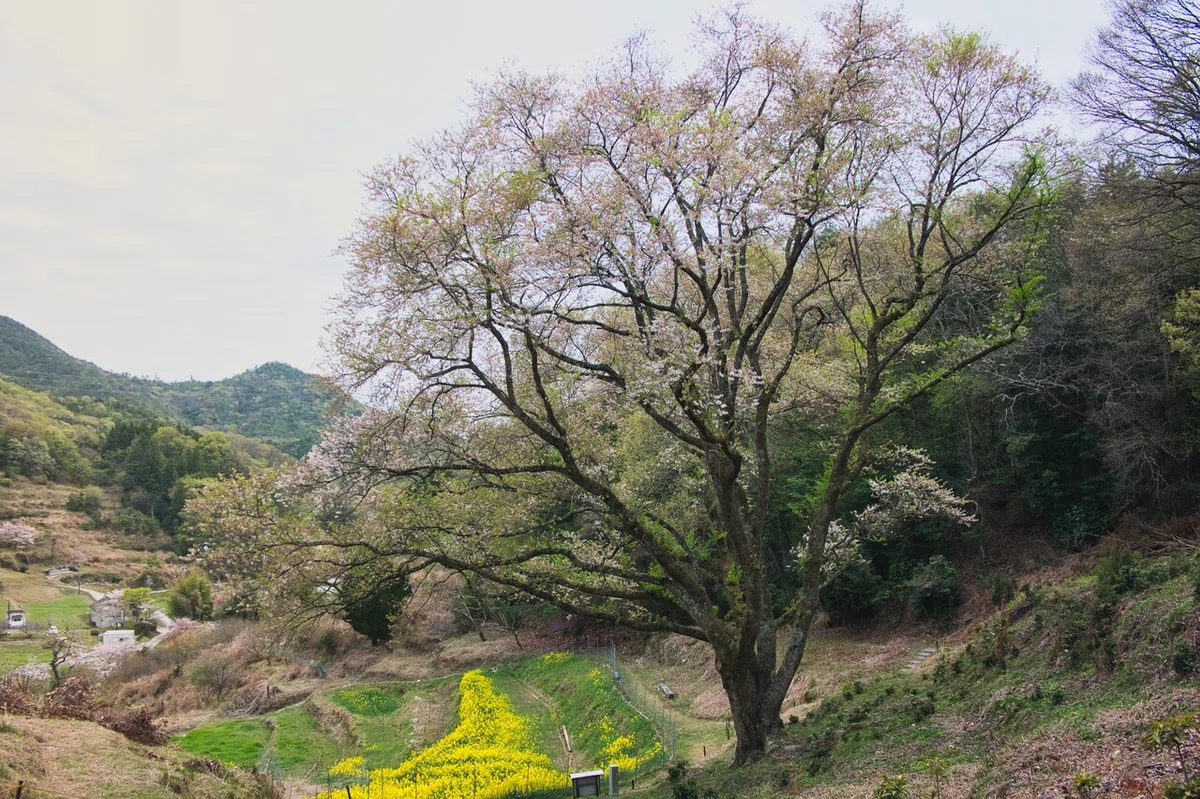 画像33