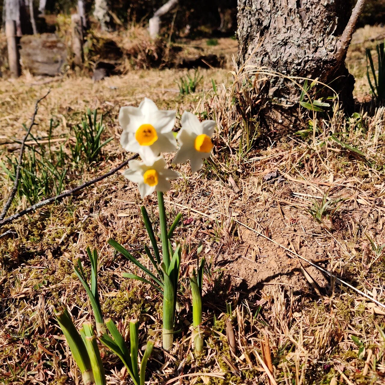 水仙の学名は ナルシサス 花言葉は 自己愛 の有毒植物 修家大雄 レストラン ラ フェ Note 水仙の学名は ナルシサス 花言葉は 自己愛 の有毒植物 修家大雄 レストラン ラ フェ Note
