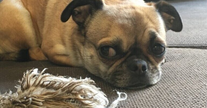 動物好きなイタリア人 秋田犬もたくさん Takaomilano Note