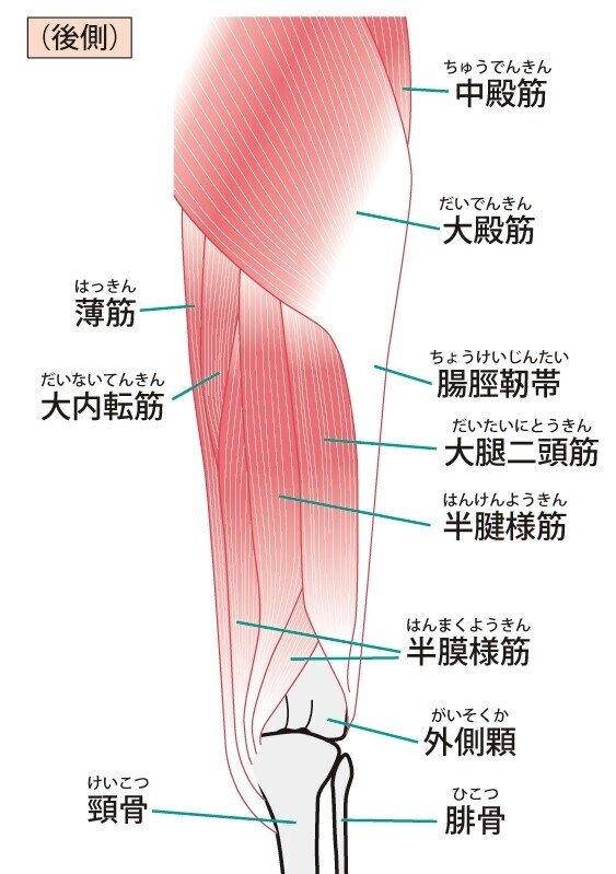筋肉 解剖 ハムストリング