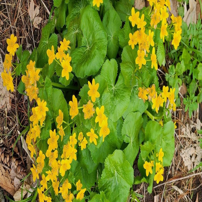 紫竹おばあちゃんとの思い出 井田芙美子 Note