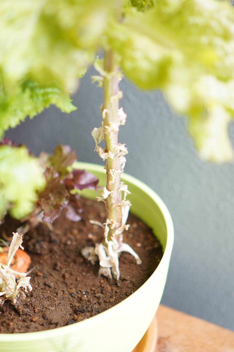 レタスの水耕栽培はじめました Miki Note