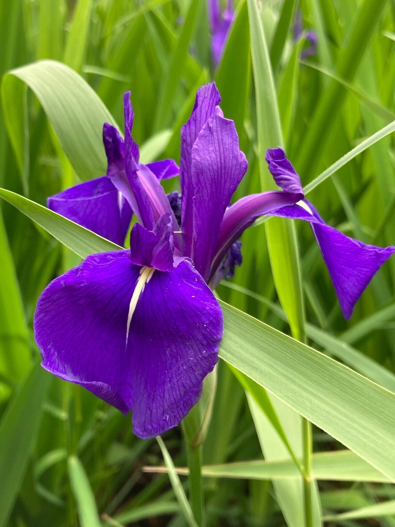 初夏に登場する花の精：「杜若」「藤」｜檜書店