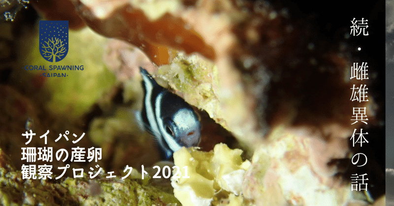 サイパン　珊瑚の産卵観察プロジェクト2021　第１６話　続・雌雄異体に驚いた話