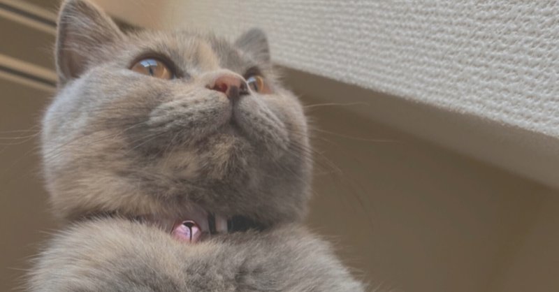 猫伝染性腹膜炎 の新着タグ記事一覧 Note つくる つながる とどける