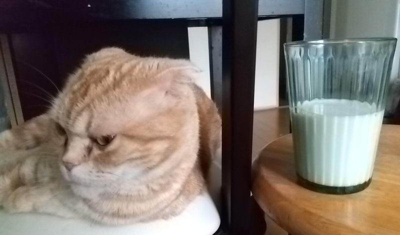 猫が来た 引っ越し猫はオバはんに牛乳と豆乳を勧められる Asako Note 猫が来た 引っ越し猫はオバはんに牛乳と豆乳を勧められる Asako Note