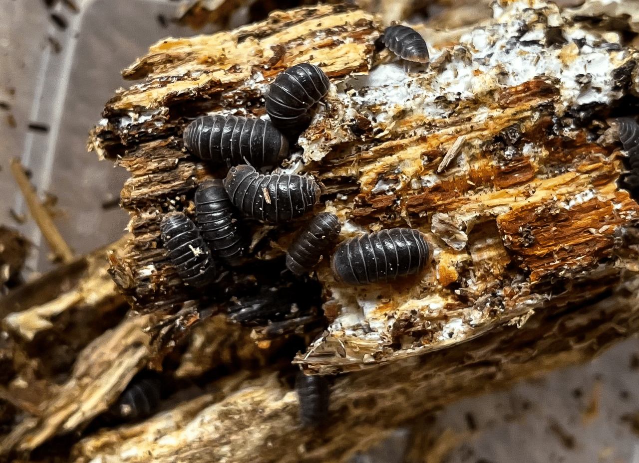 5 7お滝さん採集記 もとか Note 5 7お滝さん採集記 もとか Note