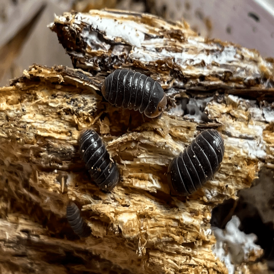 5 7お滝さん採集記 もとか Note