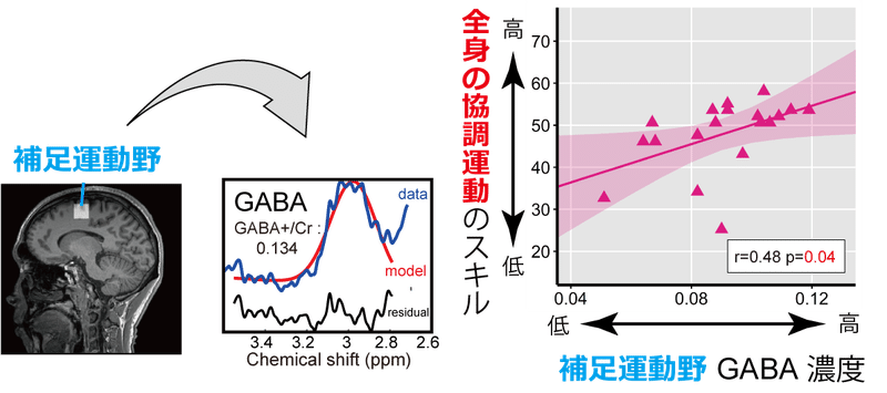 SMAのGABA濃度と協調運動スキル