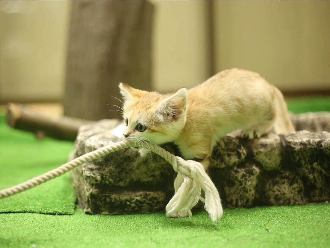 スナネコ・アミーラの1歳の誕生日に振りかえる ～アミ誕ヒストリー