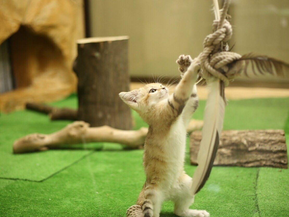 スナネコ・アミーラの1歳の誕生日に振りかえる ～アミ誕ヒストリー