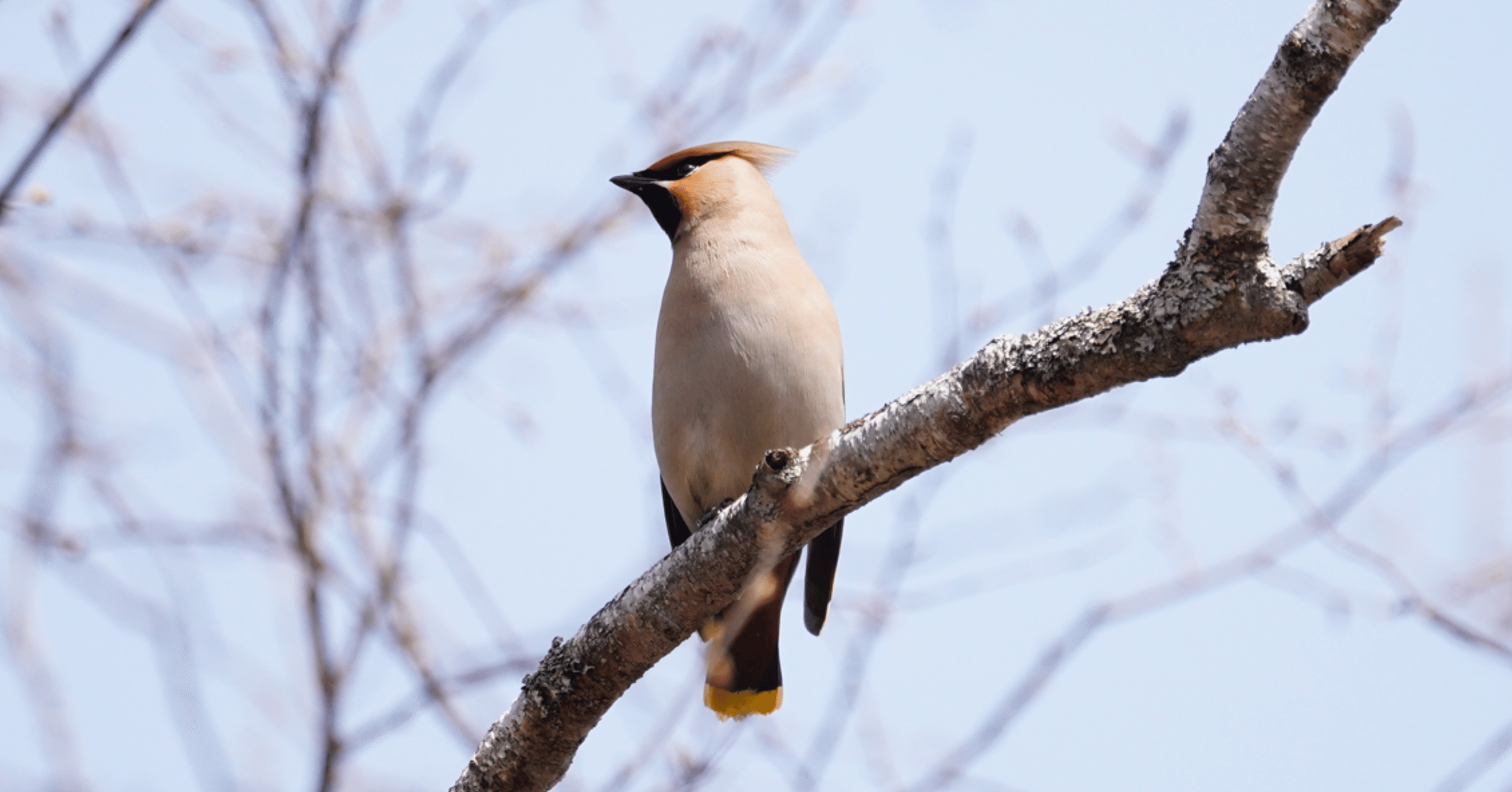 Covid Quarantine Birding ＜ヒレンジャク・キレンジャク