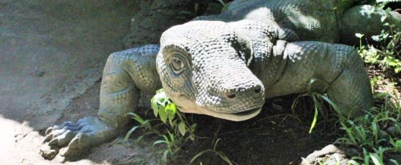コモドドラゴン